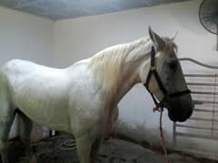 English pure parcuran female horse 0