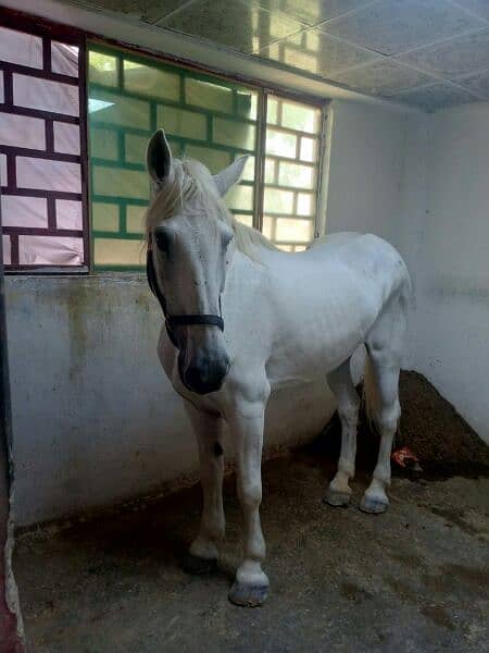 English pure parcuran female horse 1