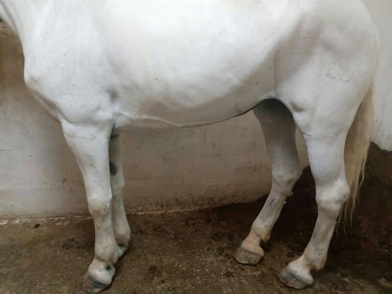 English pure parcuran female horse 2
