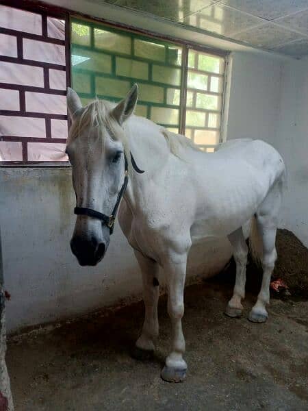 English pure parcuran female horse 4