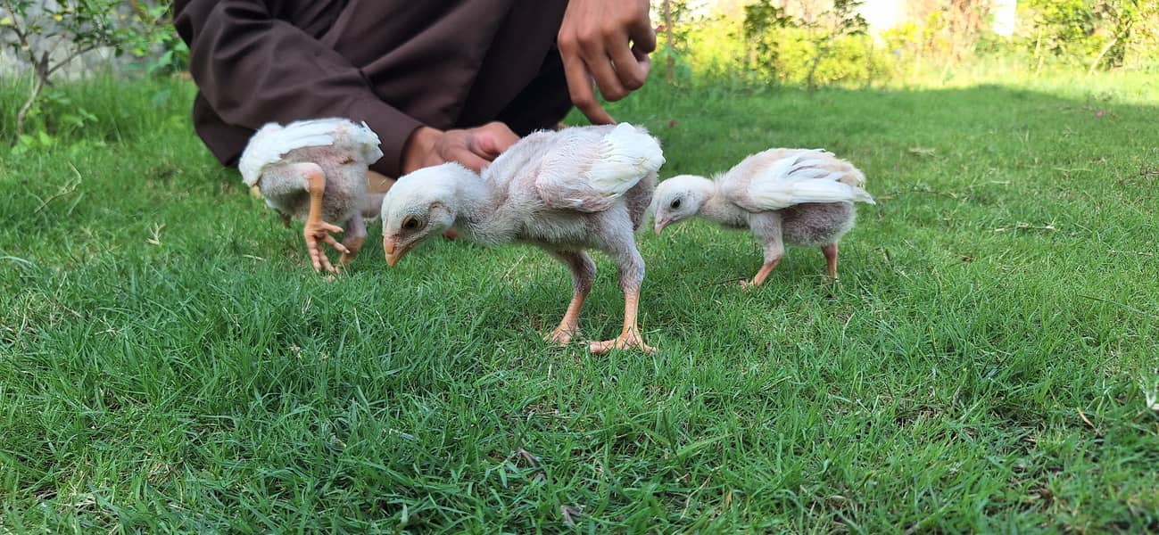Aseel Heera Chicks 10