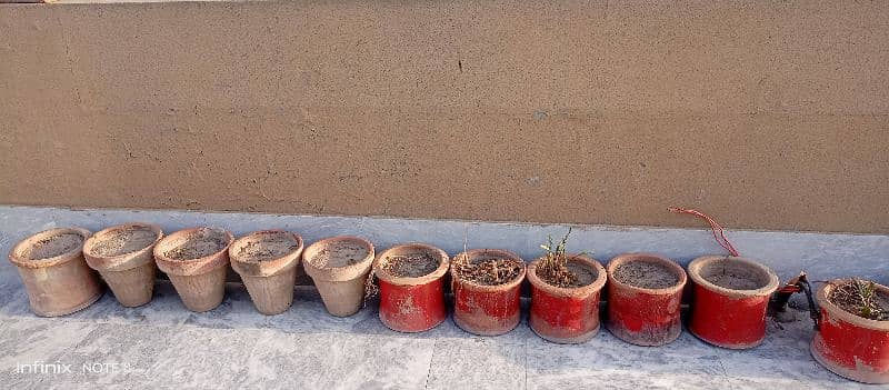 24 plants,gamlay or pots for slae 1