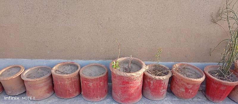 24 plants,gamlay or pots for slae 3