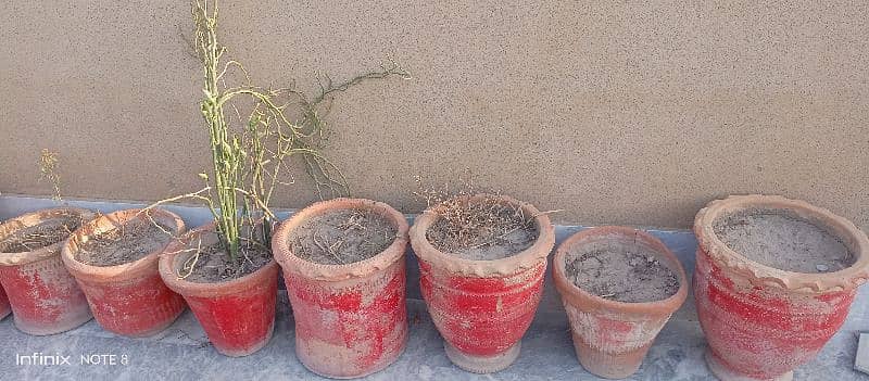 24 plants,gamlay or pots for slae 4