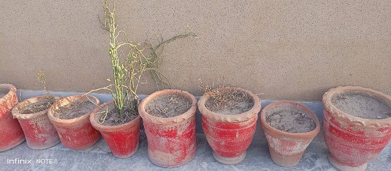 24 plants,gamlay or pots for slae 5