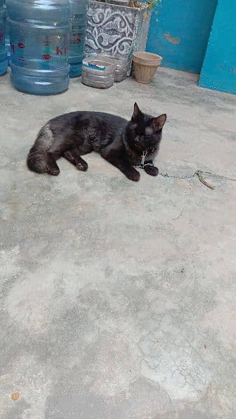 Persian Black Cat 4