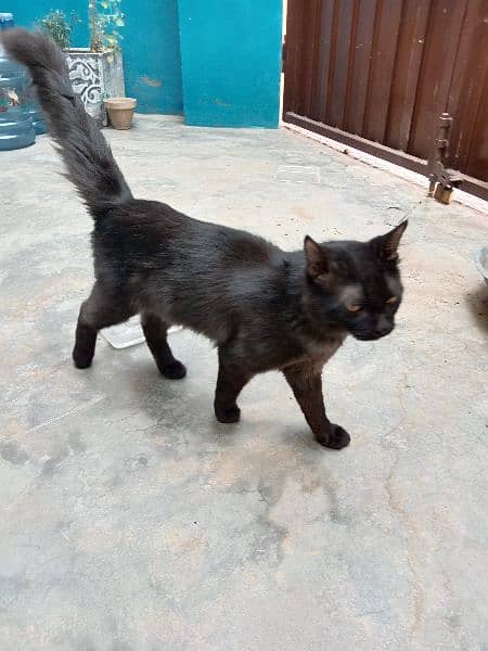 Persian Black Cat 5