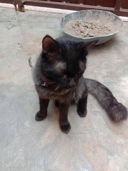 Persian Black Cat 6