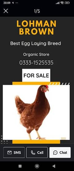 Lohman Bron Hens for sale