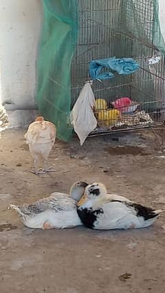 Beautiful Duck's pair for sale