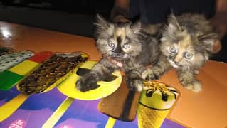 for sale percian triple cort kittens