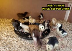 Mianwali Aseel Chicks of Heera Murga, Lakha Mushka Murgi, fertile eggs 0