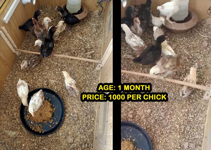 Mianwali Aseel Chicks of Heera Murga, Lakha Mushka Murgi, fertile eggs 2