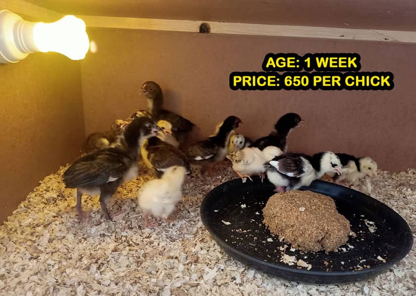 Mianwali Aseel Chicks of Heera Murga, Lakha Mushka Murgi, fertile eggs 3