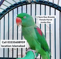 Raw Breeder Female Parrot Full Jumbo Size Age 5 Years Talking Also