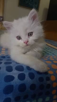 persian  kitten  for sale