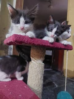 Male Kittens