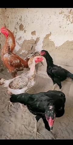Japanese pokya chicks