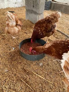 Lohman Brown, Egg laying Hens, 9 months OLD, Golden Egg Hen