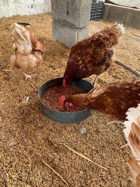 Lohman Brown, Egg laying Hens, 9 months OLD, Golden Egg Hen 2