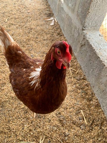 Lohman Brown, Egg laying Hens, 9 months OLD, Golden Egg Hen 1