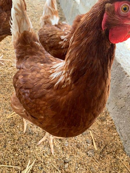Lohman Brown, Egg laying Hens, 9 months OLD, Golden Egg Hen 3