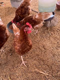 Lohman Brown, Egg laying Hens, 9 months OLD, Golden Egg Hen 0