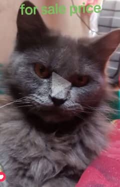 one cat colour grey Brown male for sale 0