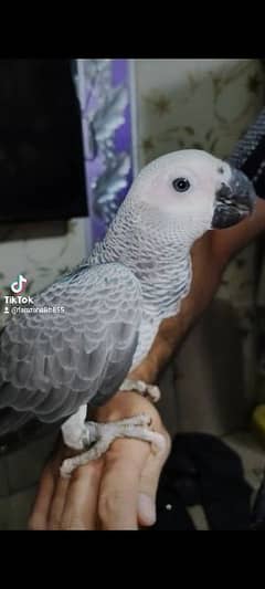 Grey parrot raw and etc 0