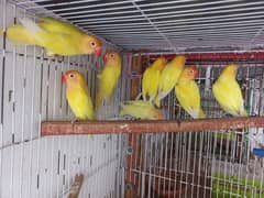 love birds || Cremino || Albino  || DNA Birds || Birds for sale