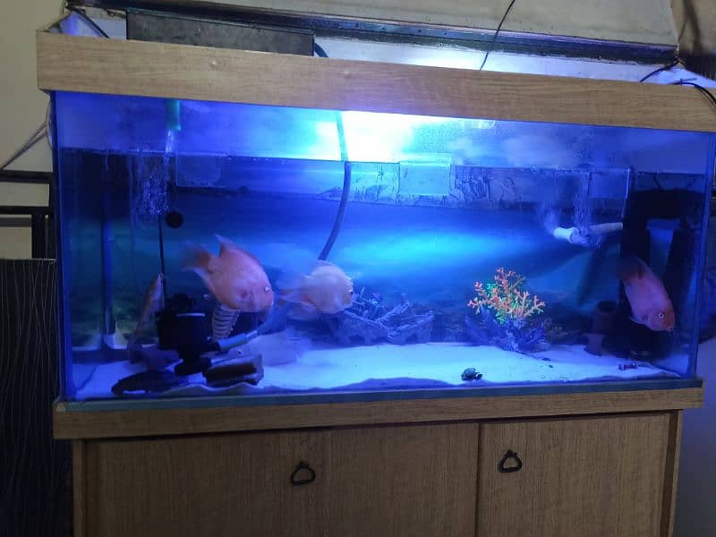 4ft Aquarium with top and stand fishes and accessories included 3