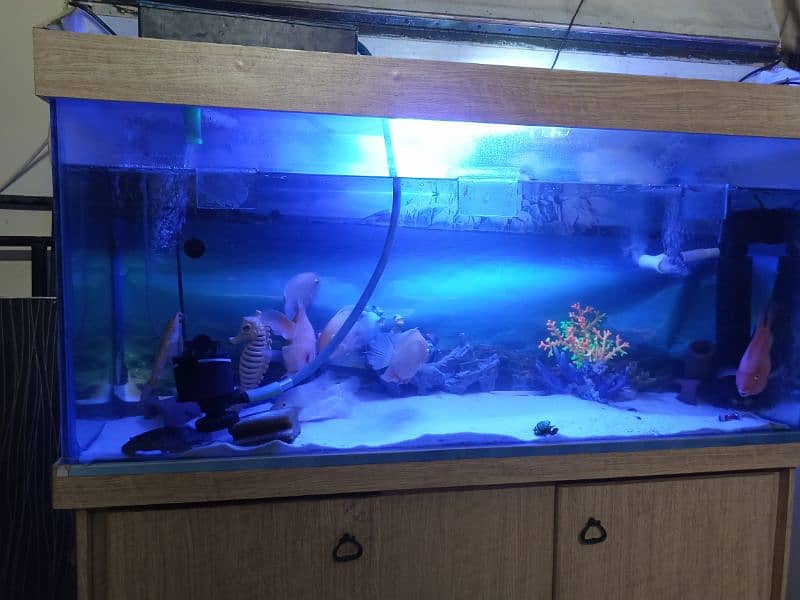 4ft Aquarium with top and stand fishes and accessories included 4