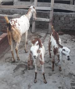 rajanpuri aur dogly goats with kids