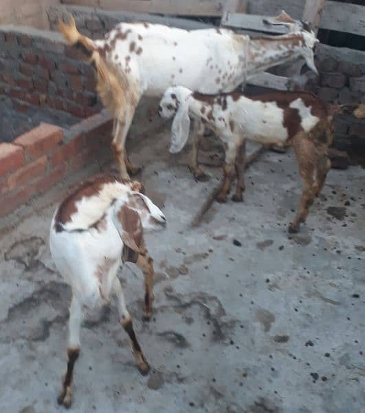 rajanpuri aur dogly goats with kids 1