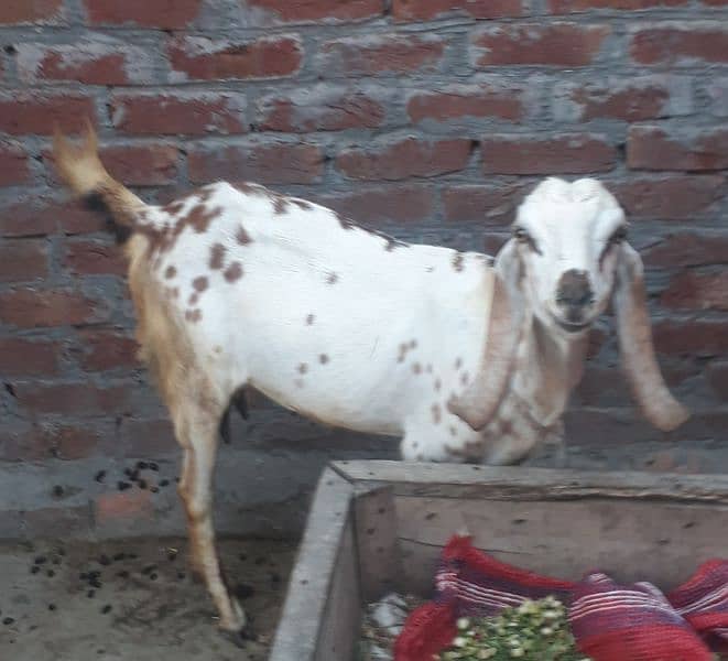 rajanpuri aur dogly goats with kids 2