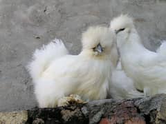 pure silki chicks available my contract number is 03434527175