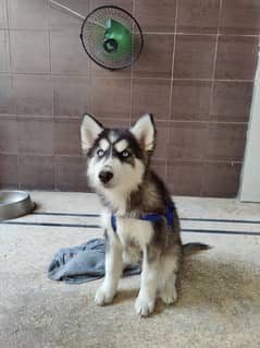 HUSKY MALE PUPPY LONG COAT VACCINATED