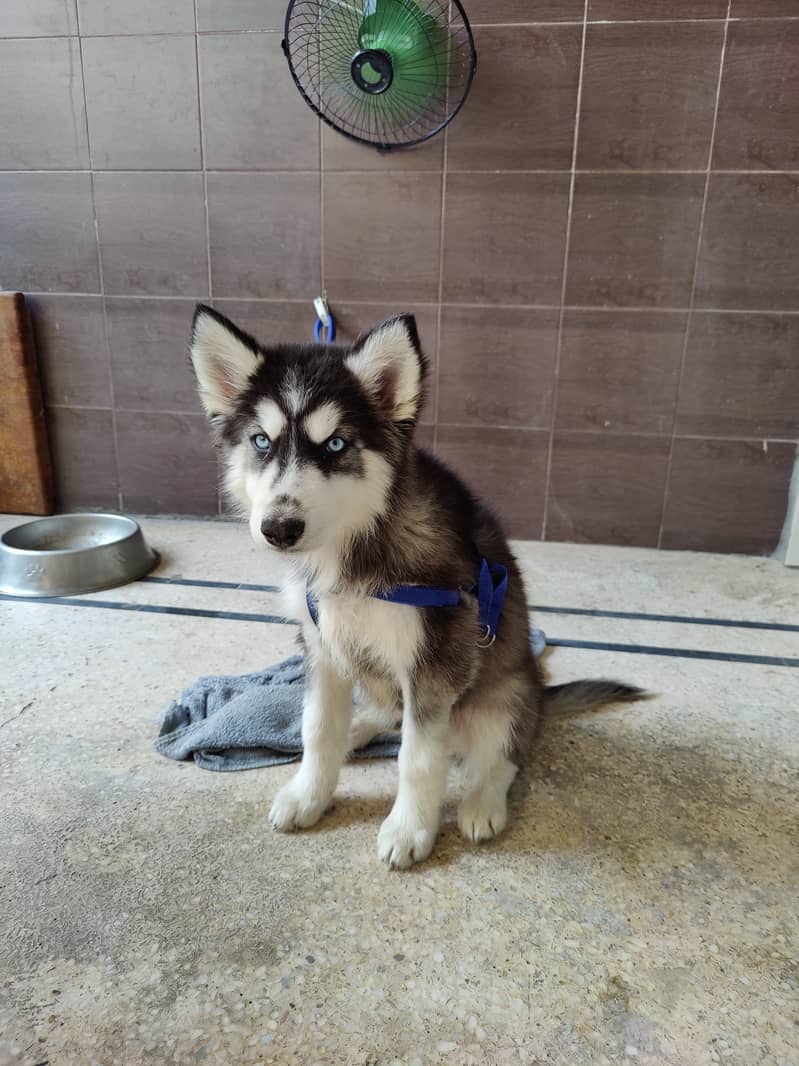 HUSKY MALE PUPPY LONG COAT VACCINATED 1