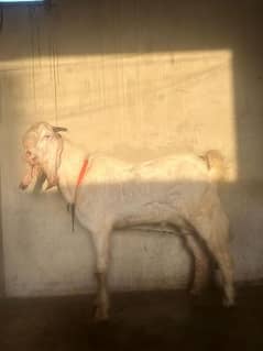 gulabi Goat for sale