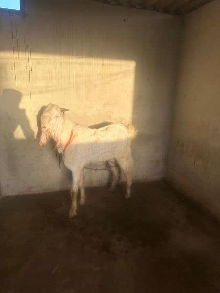 gulabi Goat for sale 1
