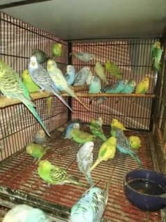 Austrailian parrots for Sale 600 rupees per piece