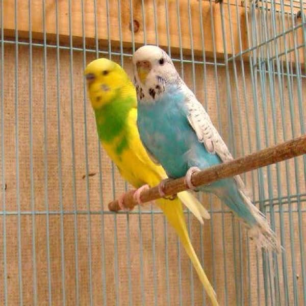 Austrailian parrots for Sale 600 rupees per piece 1