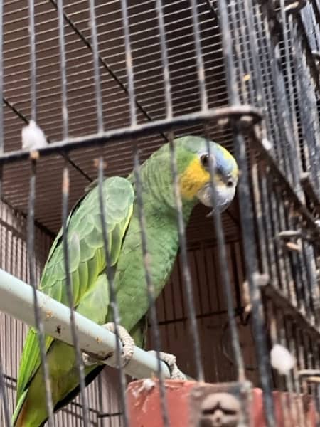 Amazon parrot 2