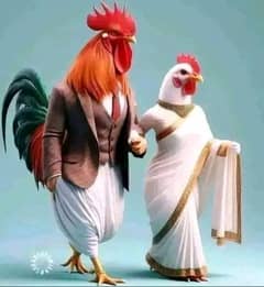 Broiler Chicken -Ghar Mae mini poultry farm. 0