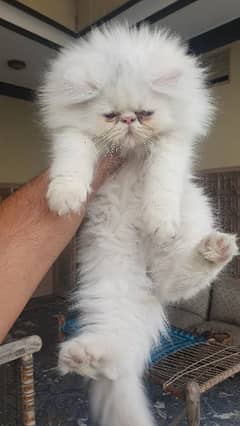 Extreme punch  kitten for sale