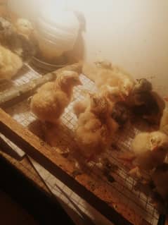 Golden buff chicks available for sale 550 each