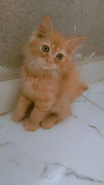 persian kitten 4
