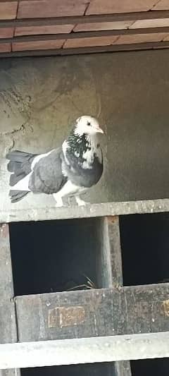 fancy pigeon 0