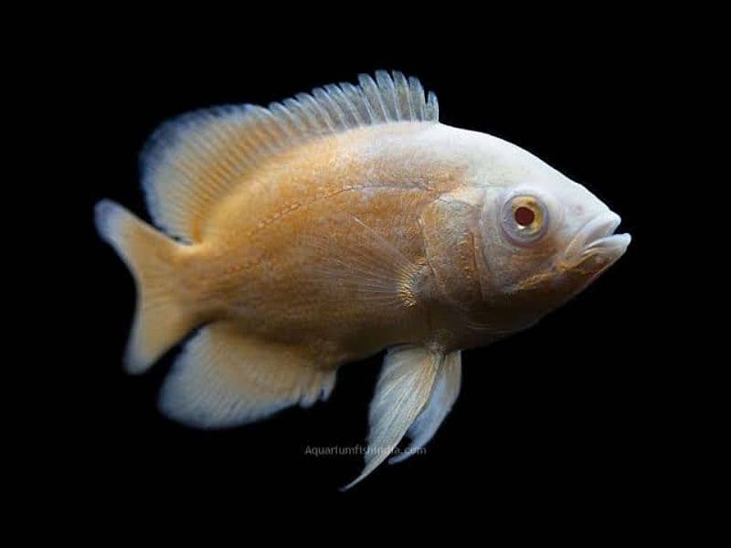 Oscar Fish 1