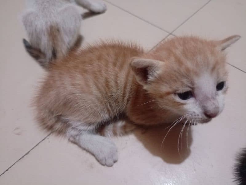 kitten 3